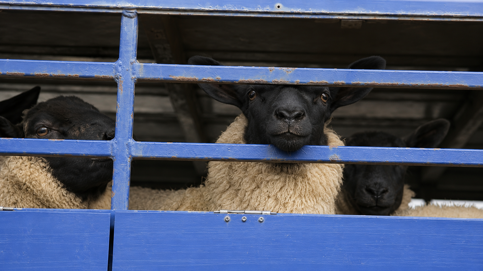 Livestock Quarantine